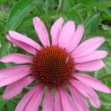 Echinacea purpurea fleur